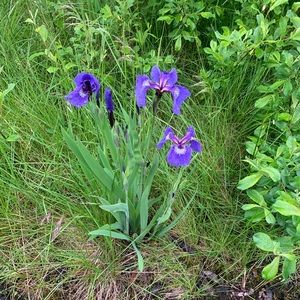 Meet your Posher, Liliana